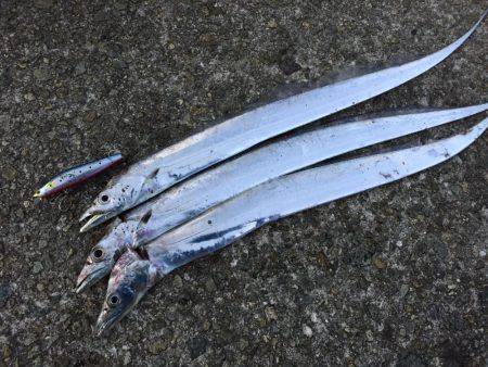 タチウオ釣行①