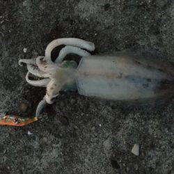 居眠りエギング