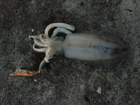 居眠りエギング