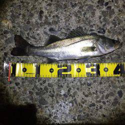 この時期はバイブレーション！