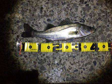 この時期はバイブレーション！