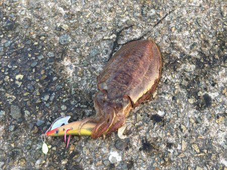 朝まづめコウイカ釣行③