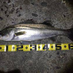 シーバス絶好調！