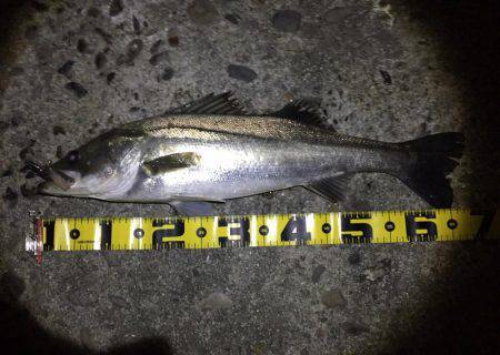 シーバス絶好調！