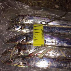 アタリはあれどキャッチは難しかった