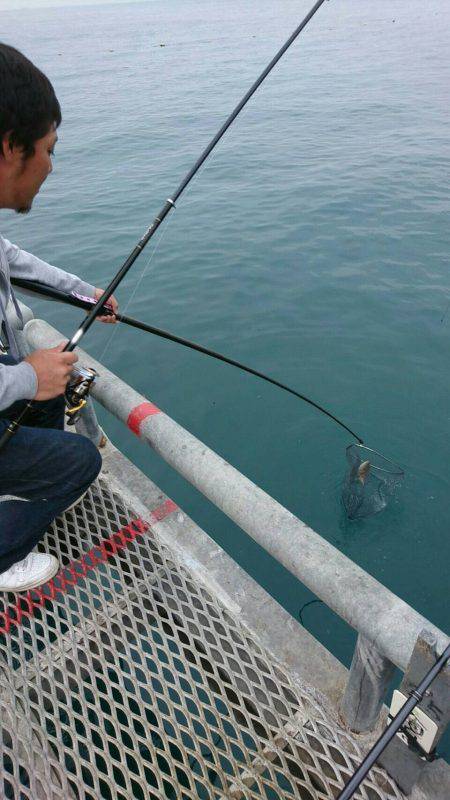 カゴ釣り。