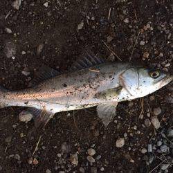 ガンガンしゃくりでガッチリ!