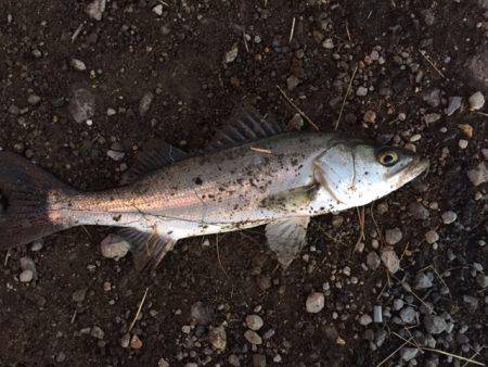 ガンガンしゃくりでガッチリ!