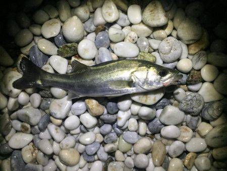 サーフアジング！