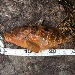 根魚ライトゲーム