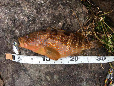 根魚ライトゲーム