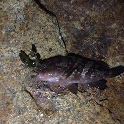 久々のロックフィッシュ