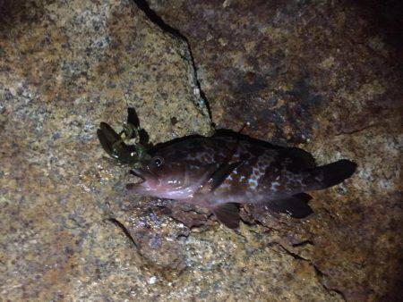 久々のロックフィッシュ