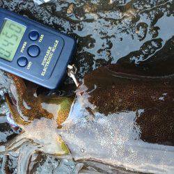 夕マズメ釣行！