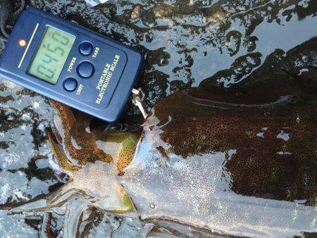 夕マズメ釣行！