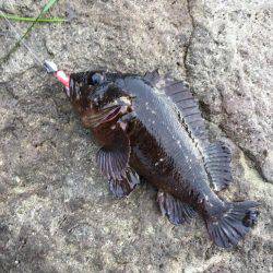 磯でジグヘッド