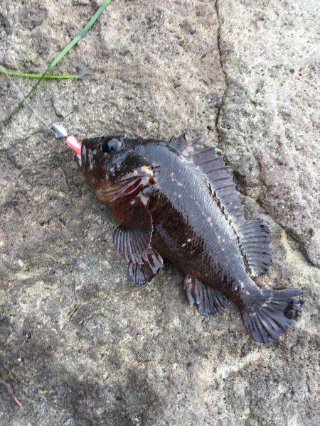 磯でジグヘッド