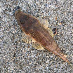 夕方メバリング