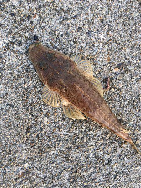 夕方メバリング