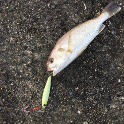 ライトショアジギング