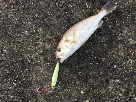 ライトショアジギング