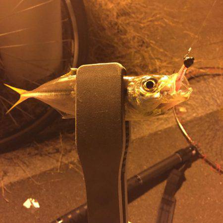 タチウオとアジング