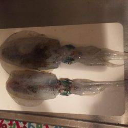 久しぶりのアオリ