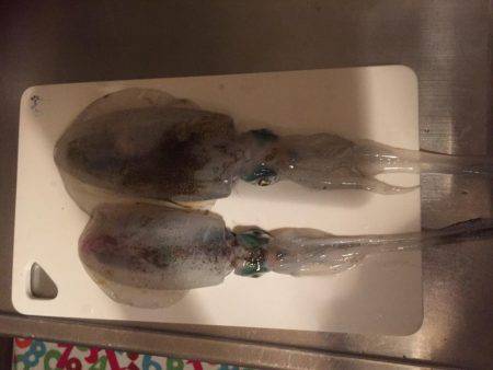 久しぶりのアオリ