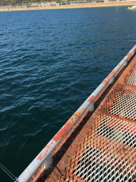 今年最後のエギング…