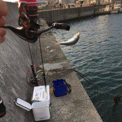 アジング調査 #2