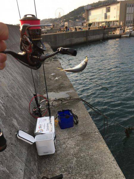 アジング調査 #2