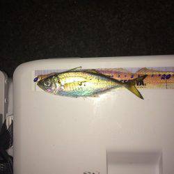 カワハギ釣りに行ったのにアジ、