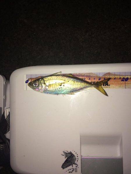 カワハギ釣りに行ったのにアジ、