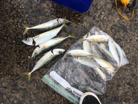 アジング調査 #3