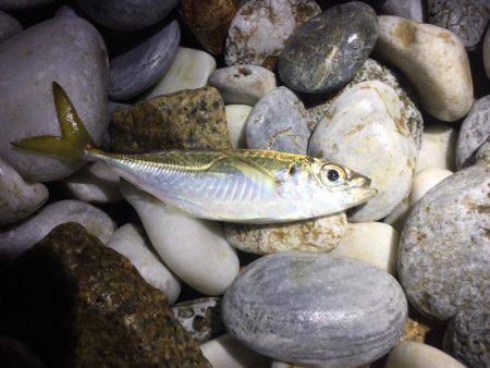 泉南ライトゲーム