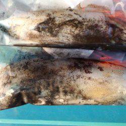 まだまだエギング!!