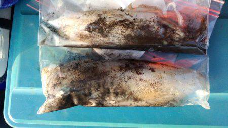 まだまだエギング!!