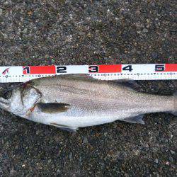 アジ〜ヤエン〜ノマセ