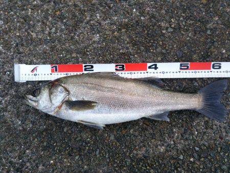 アジ〜ヤエン〜ノマセ