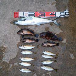 アジングのちサゴシ