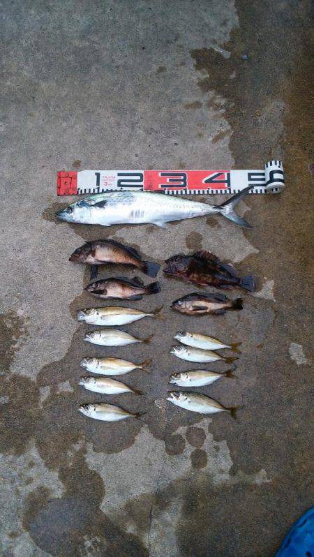 アジングのちサゴシ