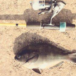 青物不発、グレ、アジ、メバルは高活性です。