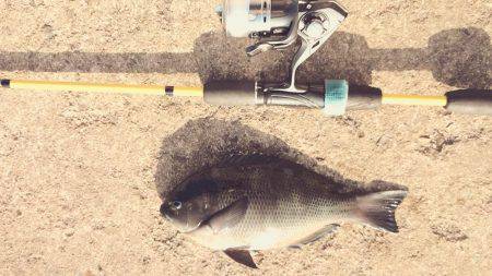 青物不発、グレ、アジ、メバルは高活性です。