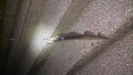 ジグでタチウオ