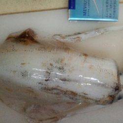 大きくなったイカさんは?!