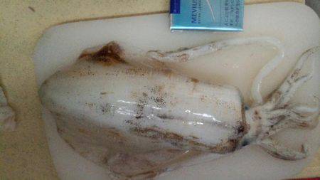 大きくなったイカさんは?!