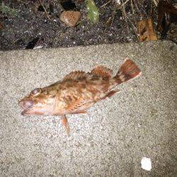 アジ狙いでアコウ、メバル