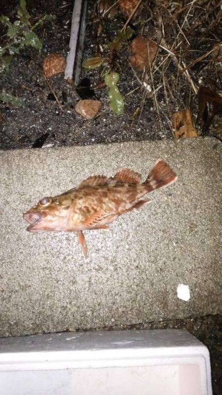 アジ狙いでアコウ、メバル