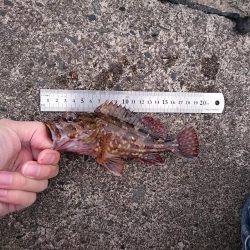 ロックフイッシュを狙う!