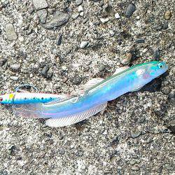 ルアーで五目釣り！（達成ならず、三目！）